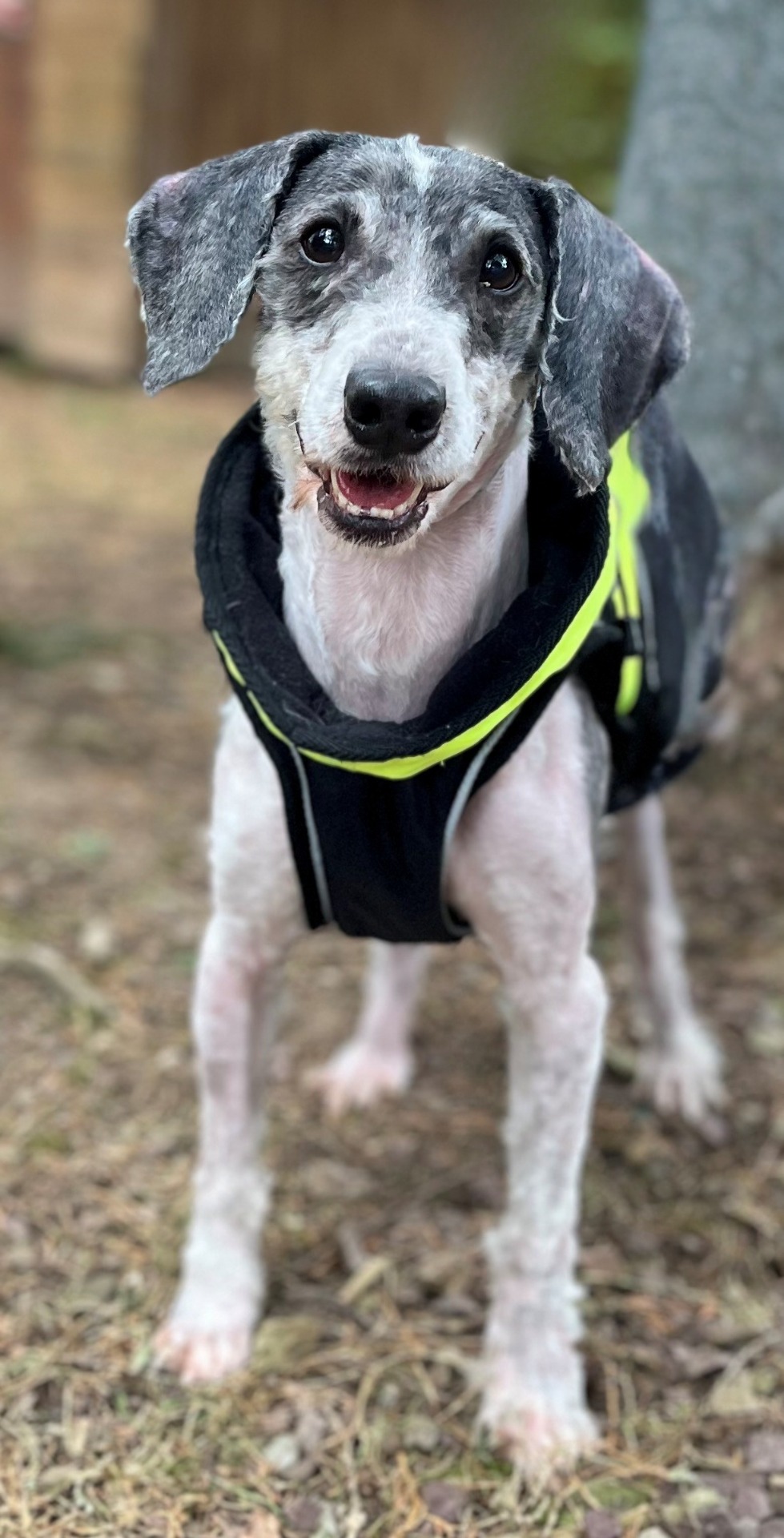 Photo de l'animal à adopté