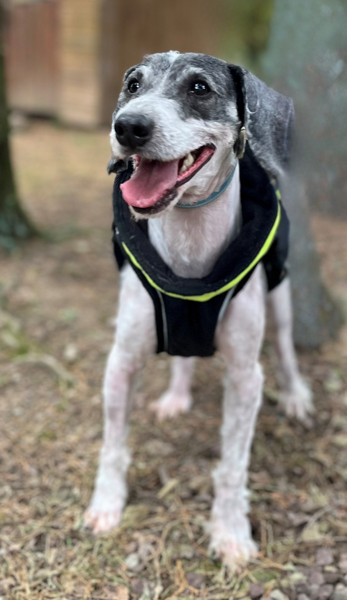 Photo de l'animal à adopté