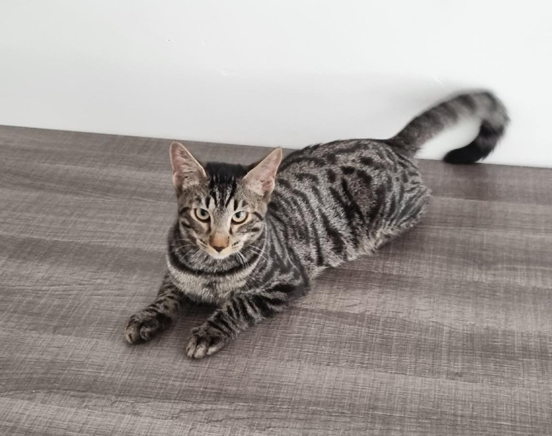 Photo de l'animal à adopté