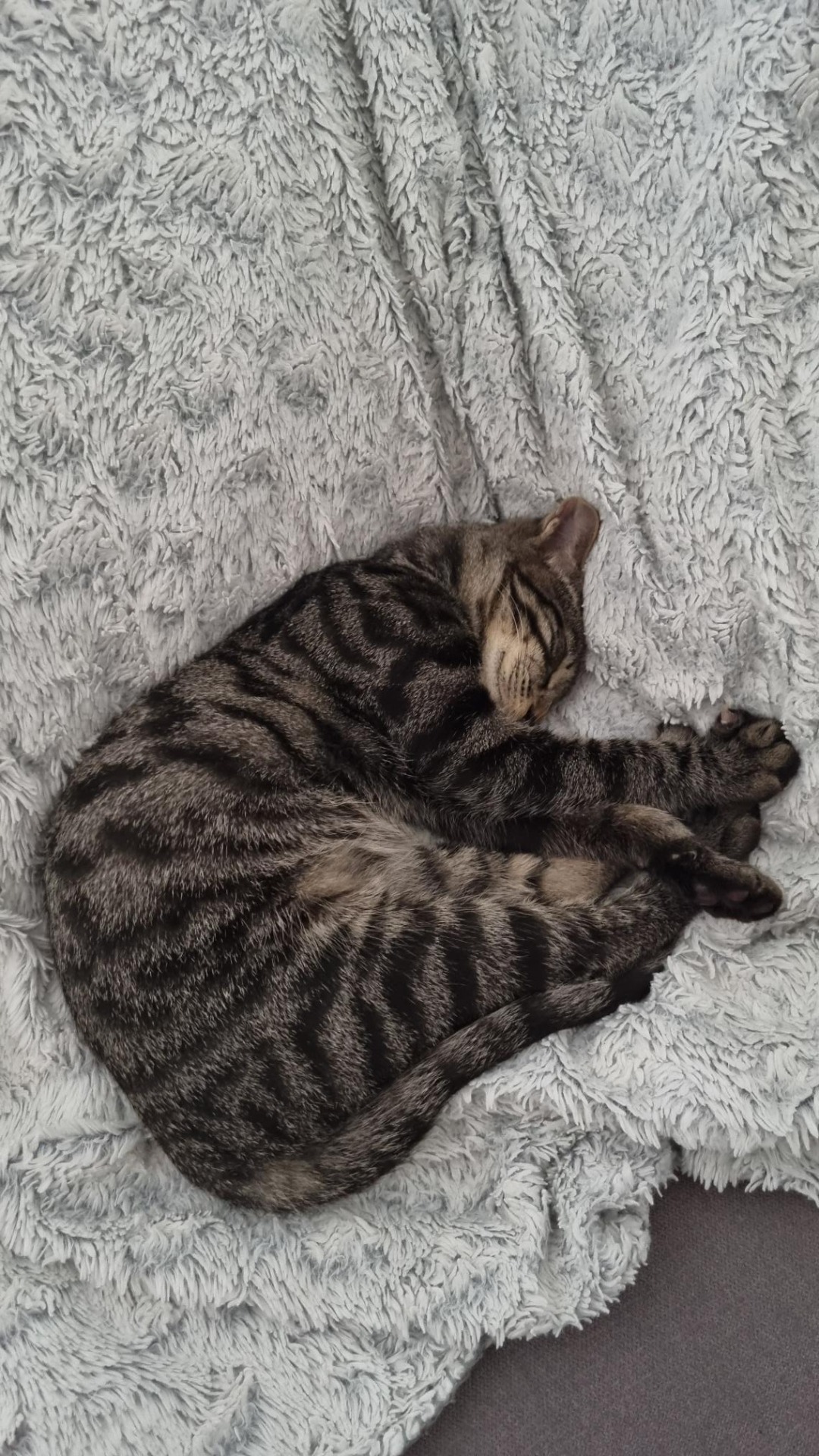 Photo de l'animal à adopté