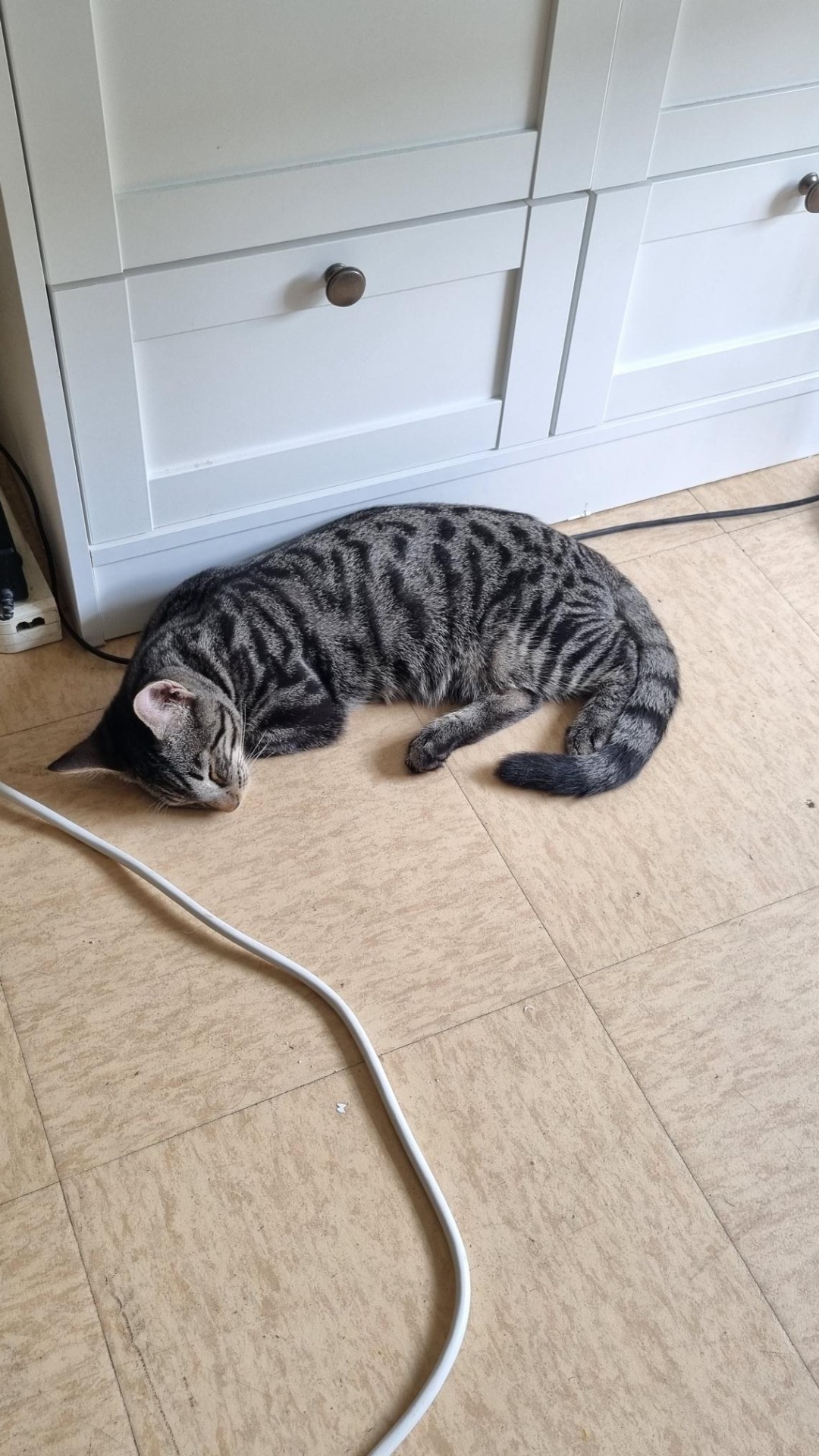 Photo de l'animal à adopté
