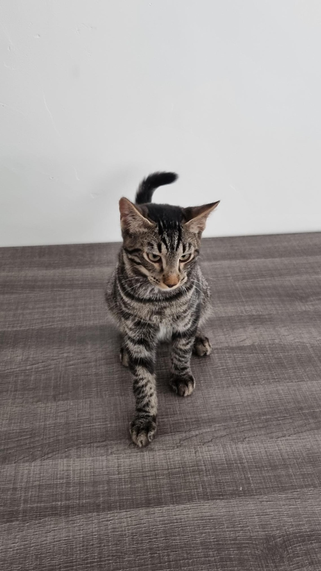 Photo de l'animal à adopté