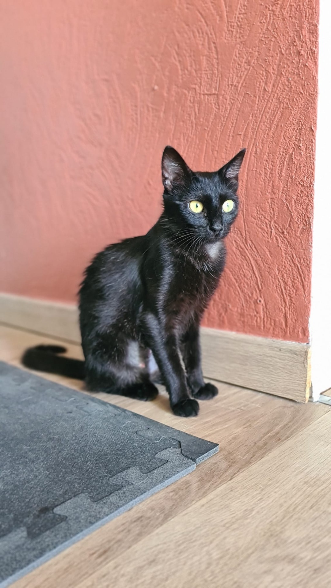 Photo de l'animal à adopté