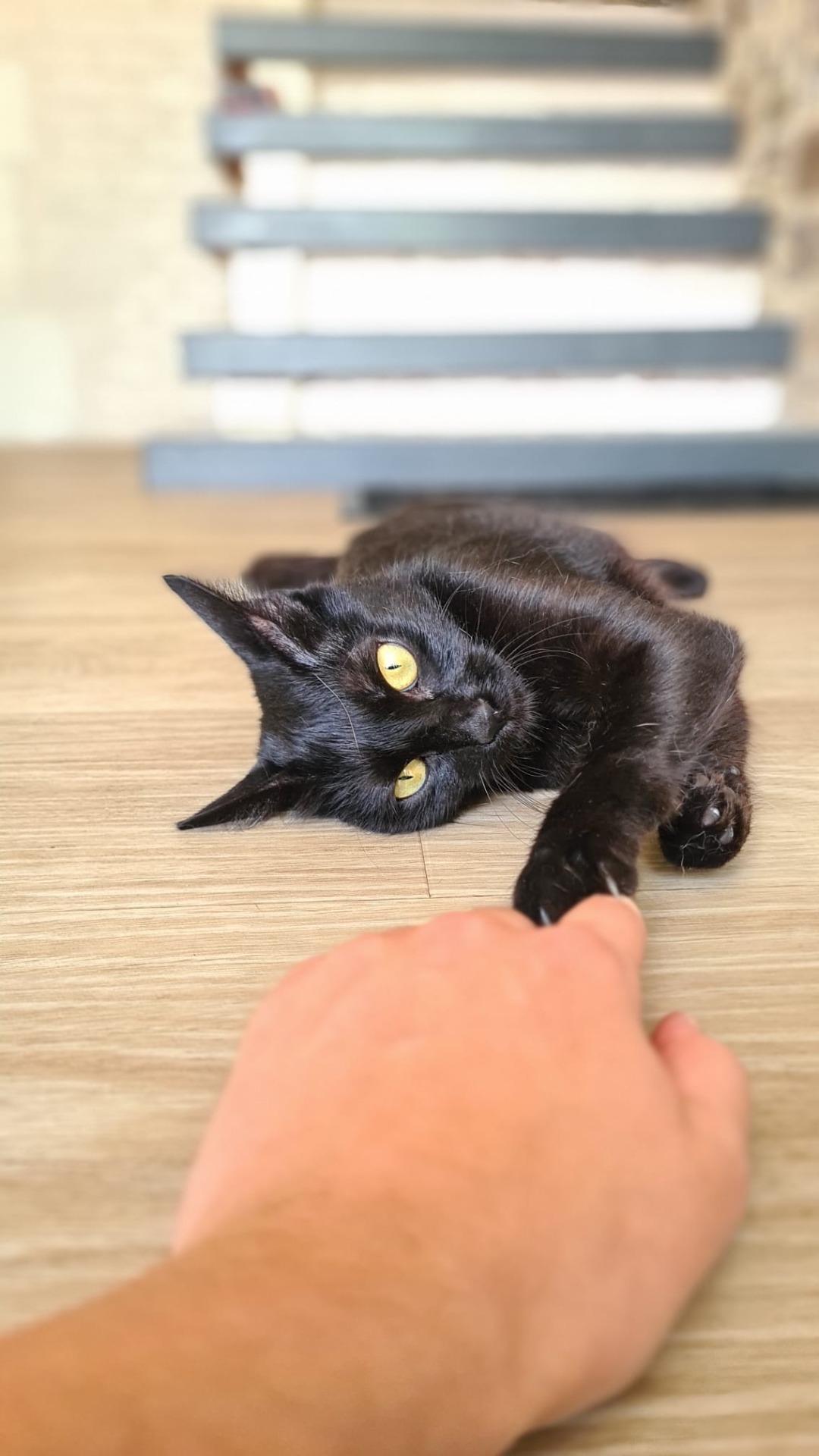Photo de l'animal à adopté