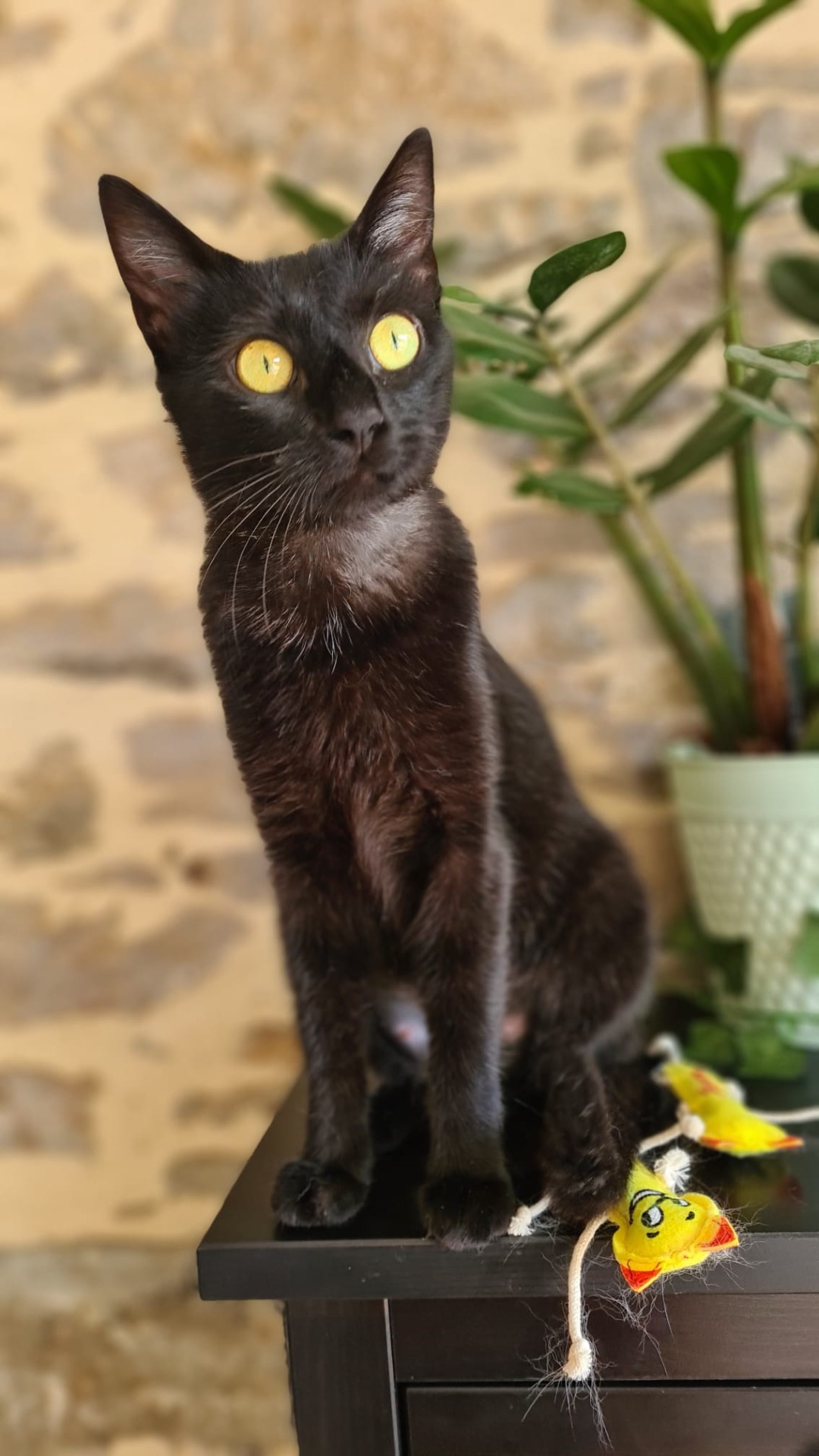 Photo de l'animal à adopté