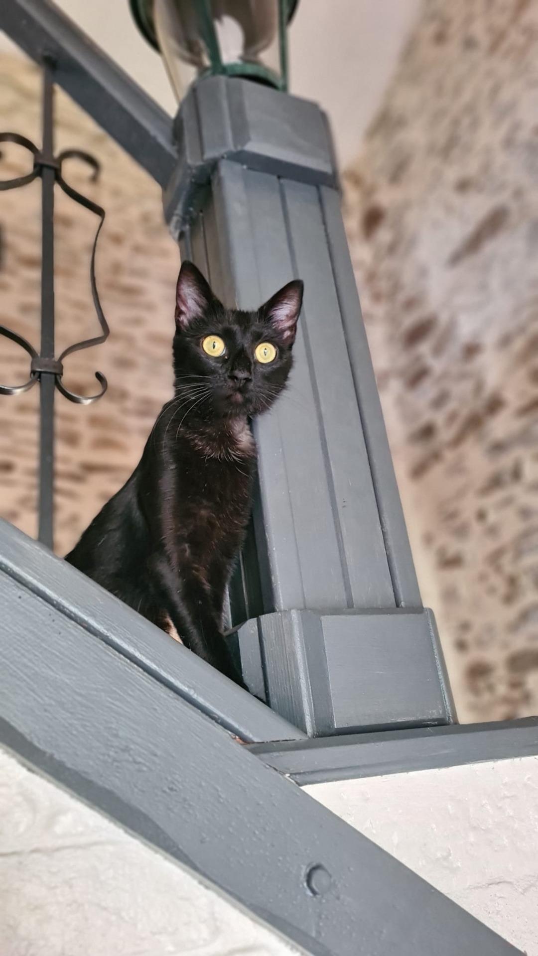Photo de l'animal à adopté