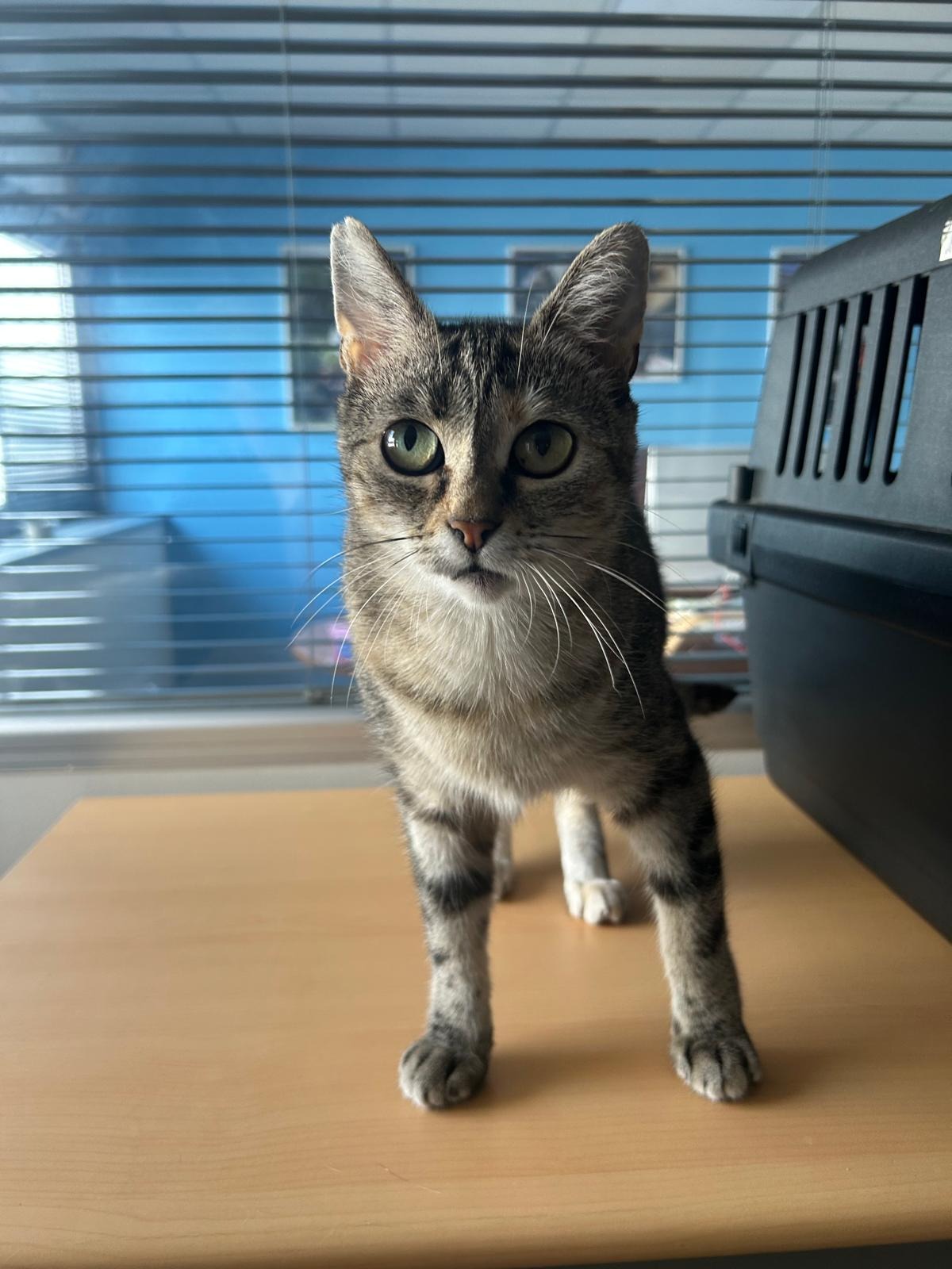 Photo de l'animal à adopté
