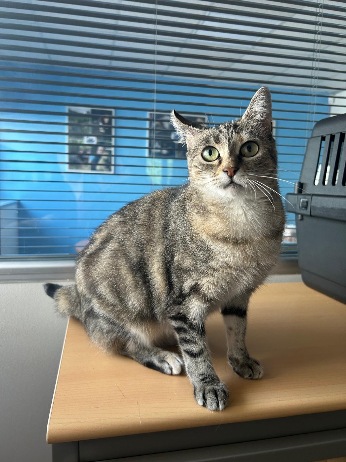 Photo de l'animal à adopté