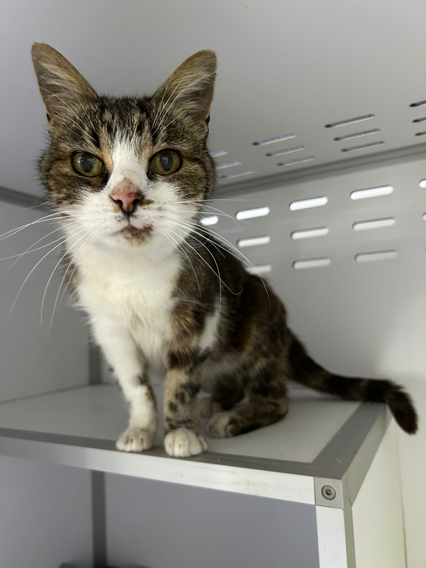 Photo de l'animal à adopté