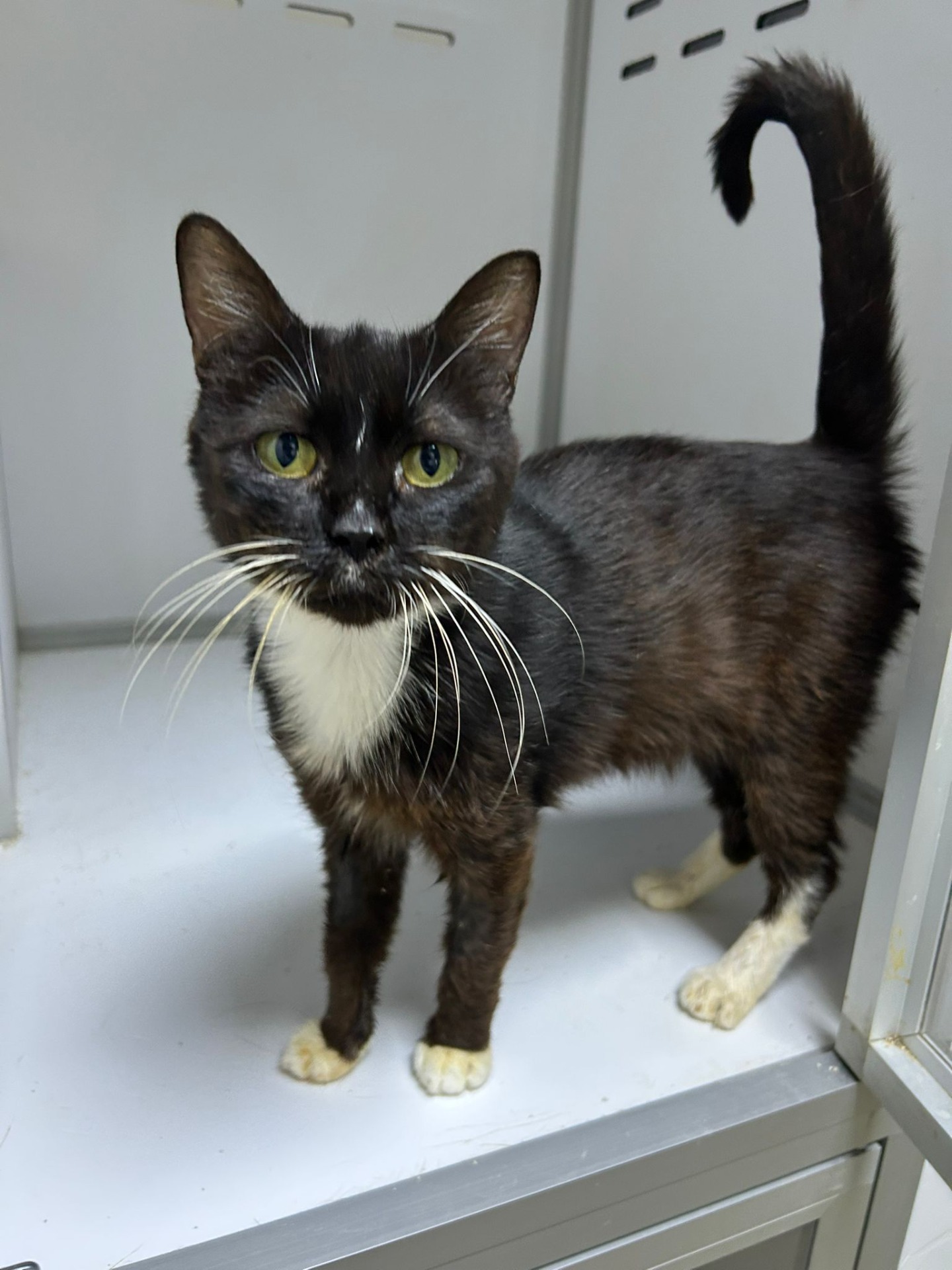 Photo de l'animal à adopté