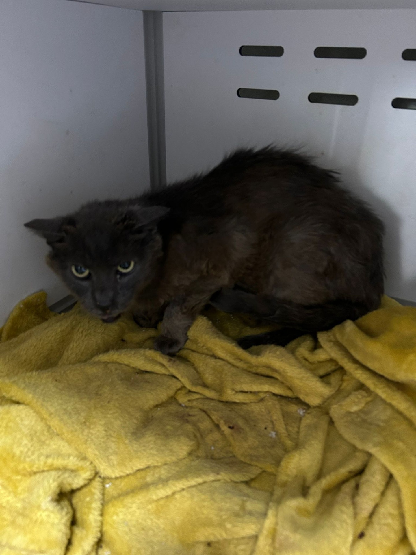 Photo de l'animal à adopté