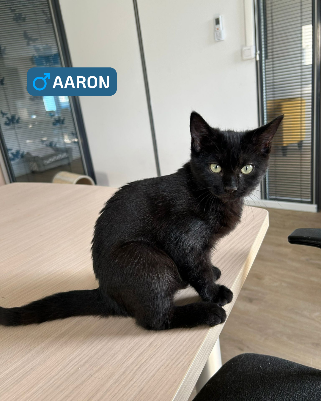 Photo de l'animal à adopté