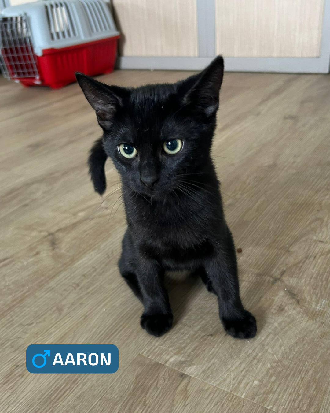 Photo de l'animal à adopté