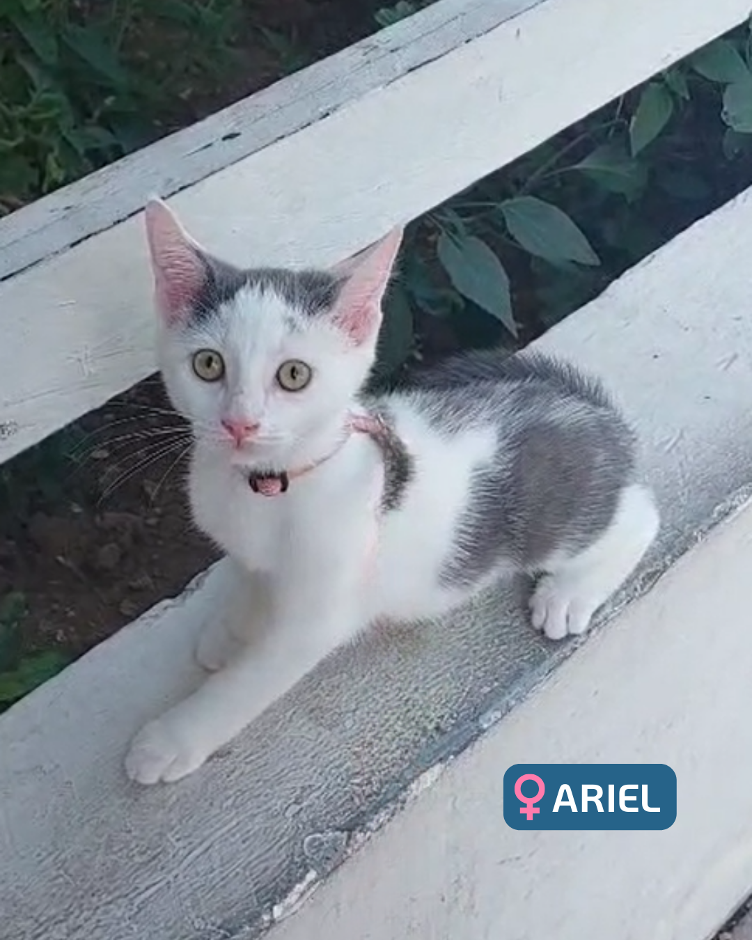 Photo de l'animal à adopté