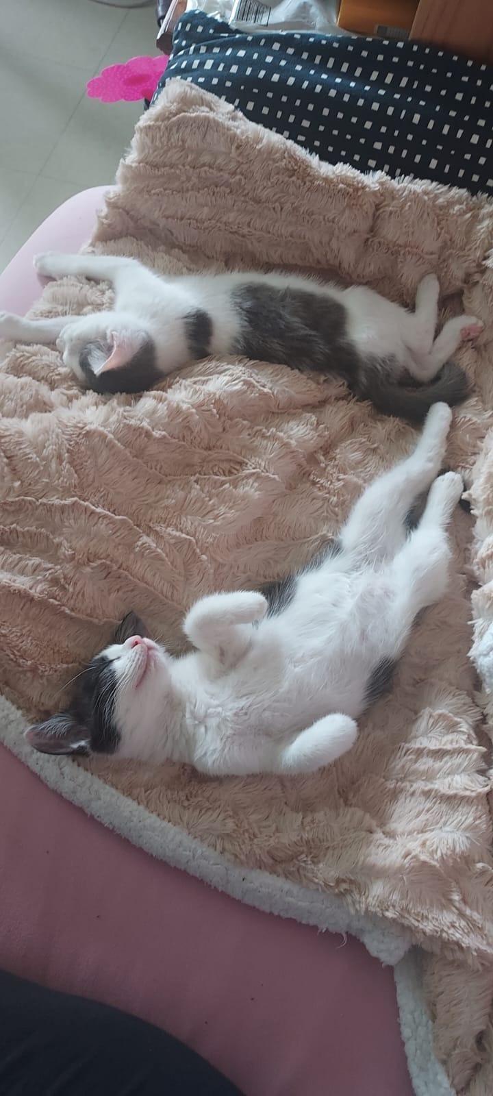 Photo de l'animal à adopté