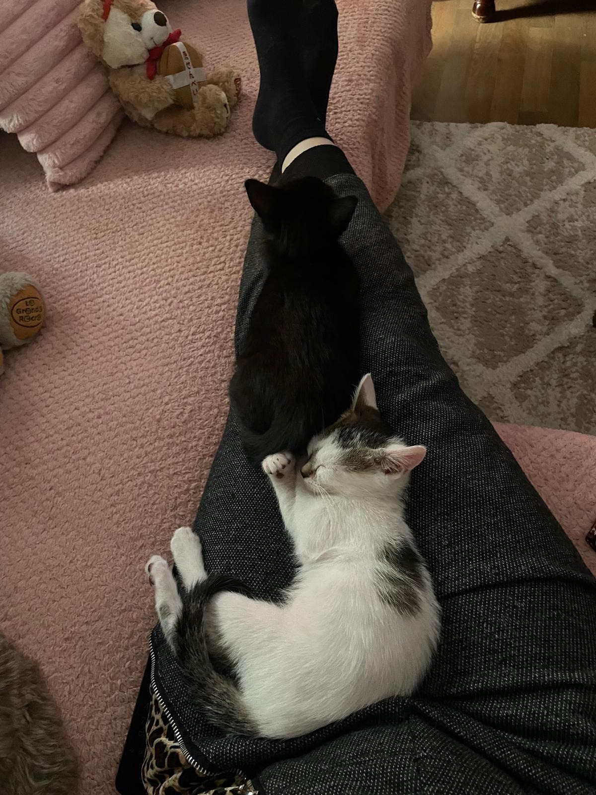 Photo de l'animal à adopté