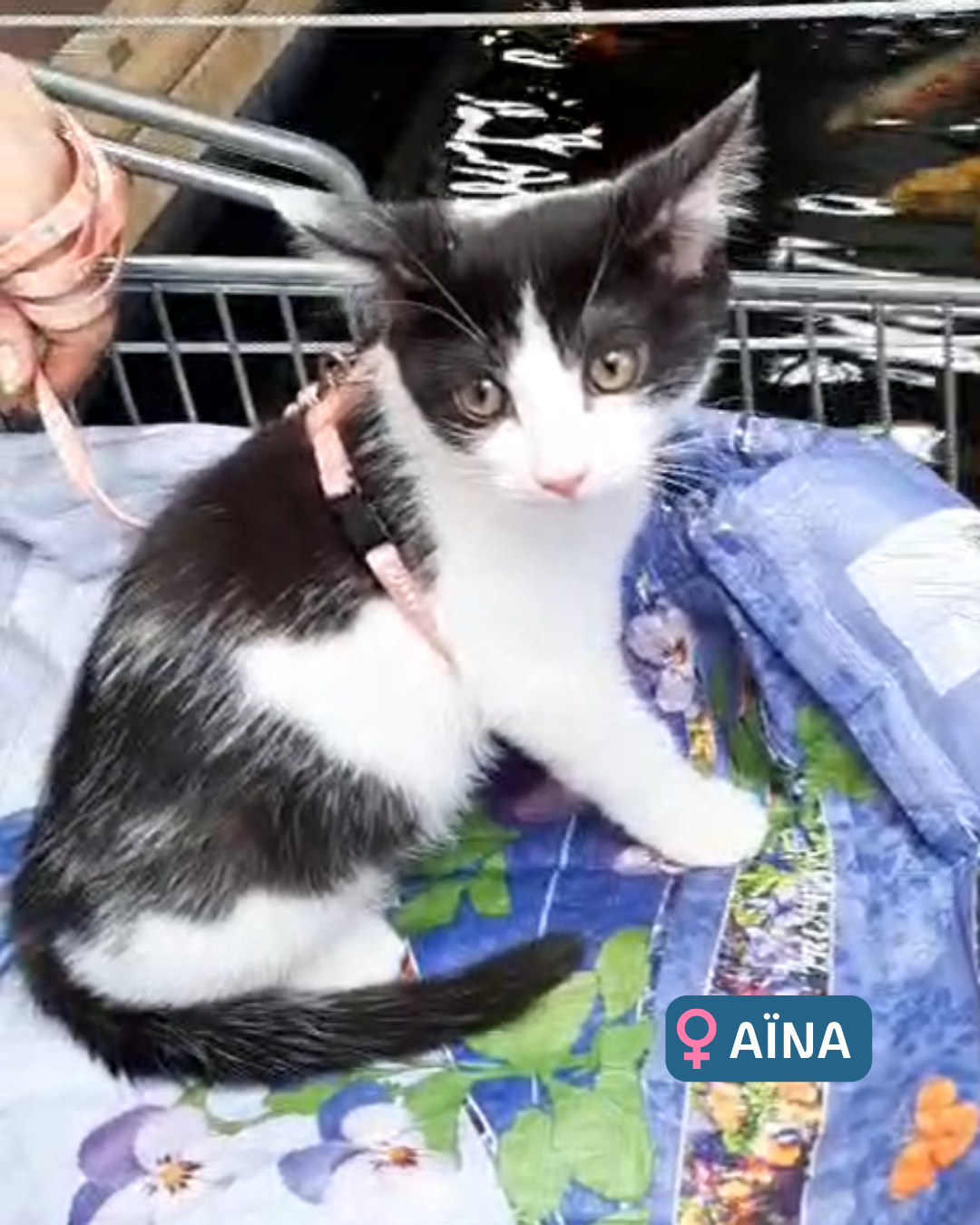 Photo de l'animal à adopté