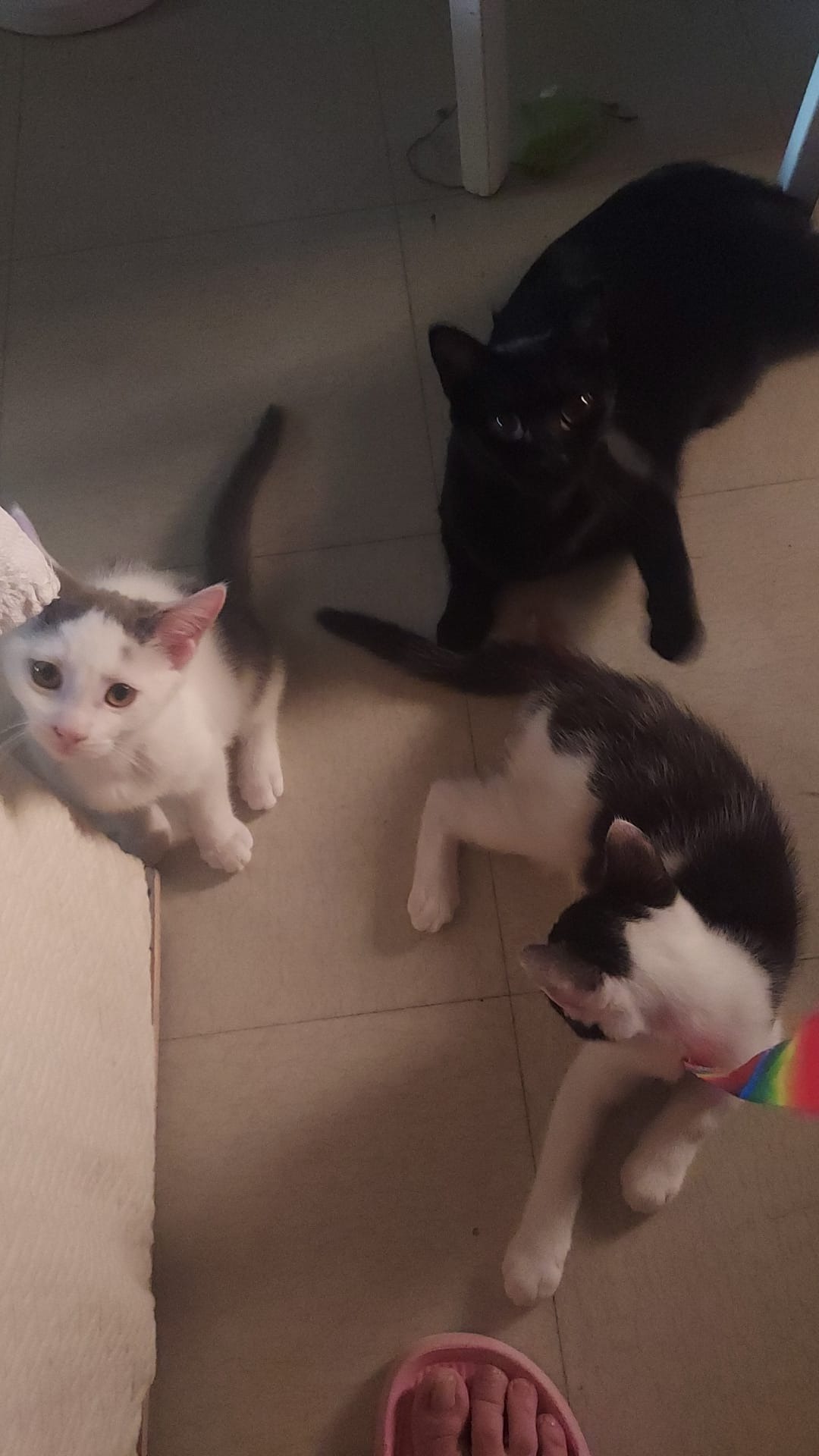 Photo de l'animal à adopté