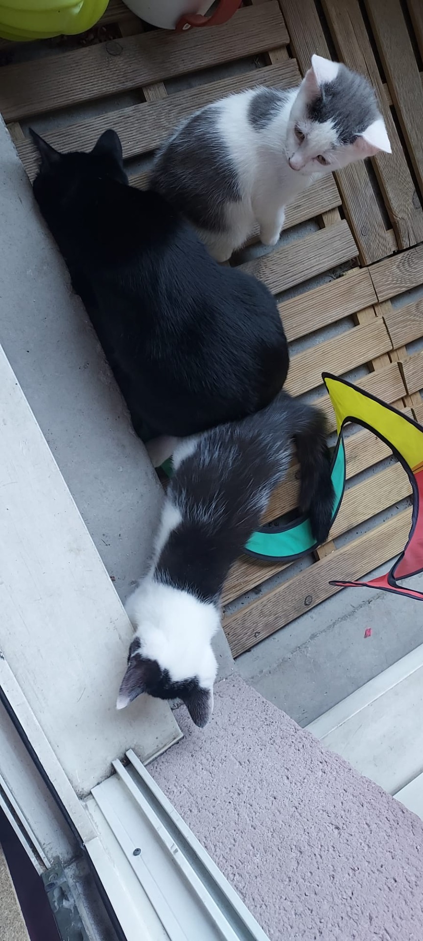 Photo de l'animal à adopté