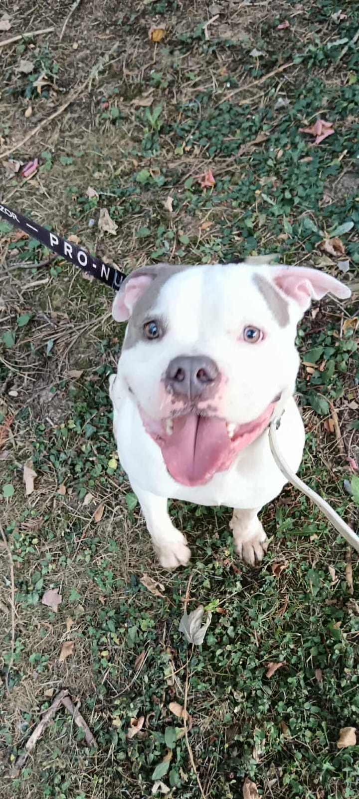 Photo de l'animal à adopté
