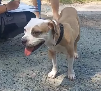 Photo de l'animal à adopté