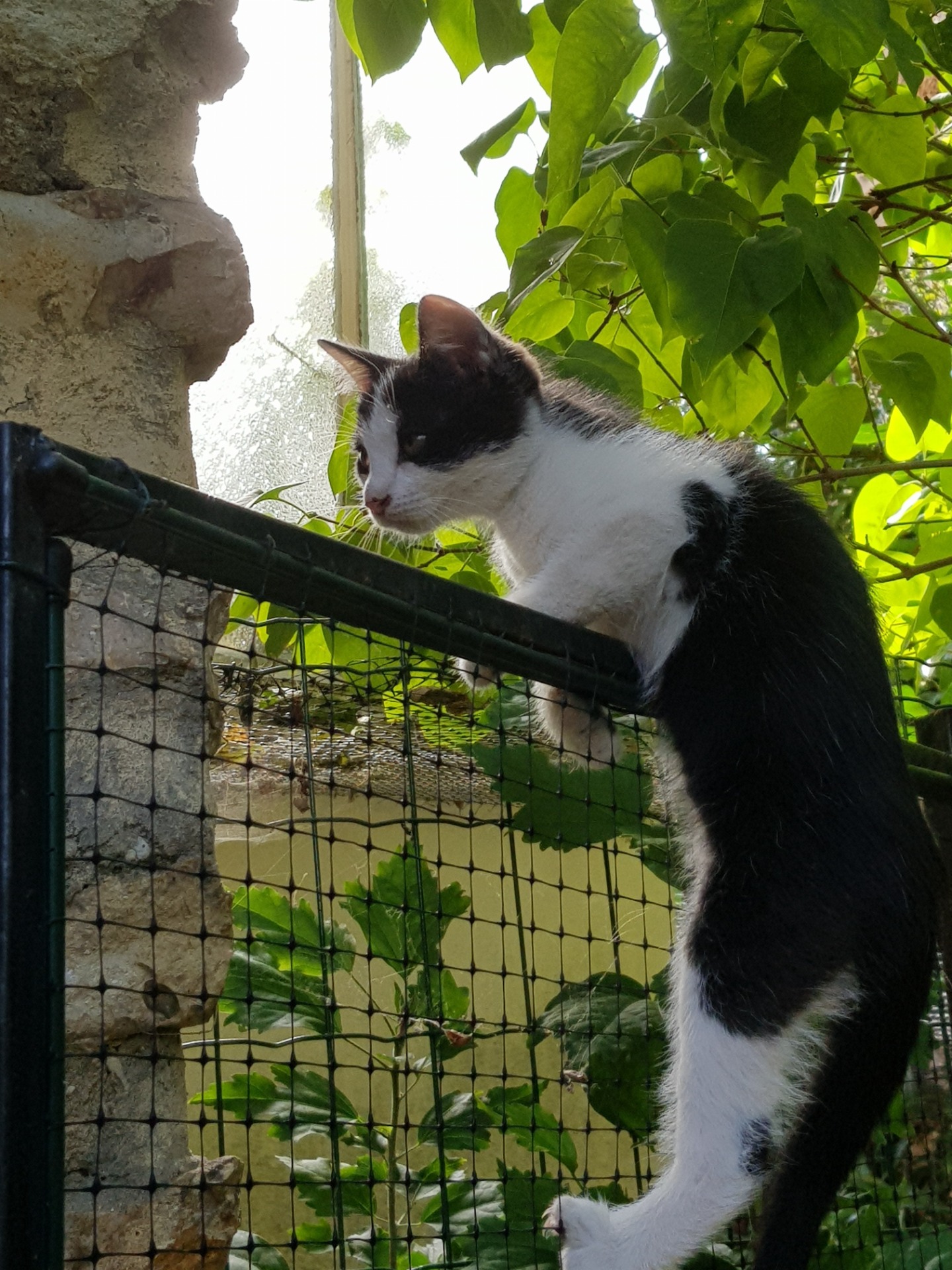 Photo de l'animal à adopté