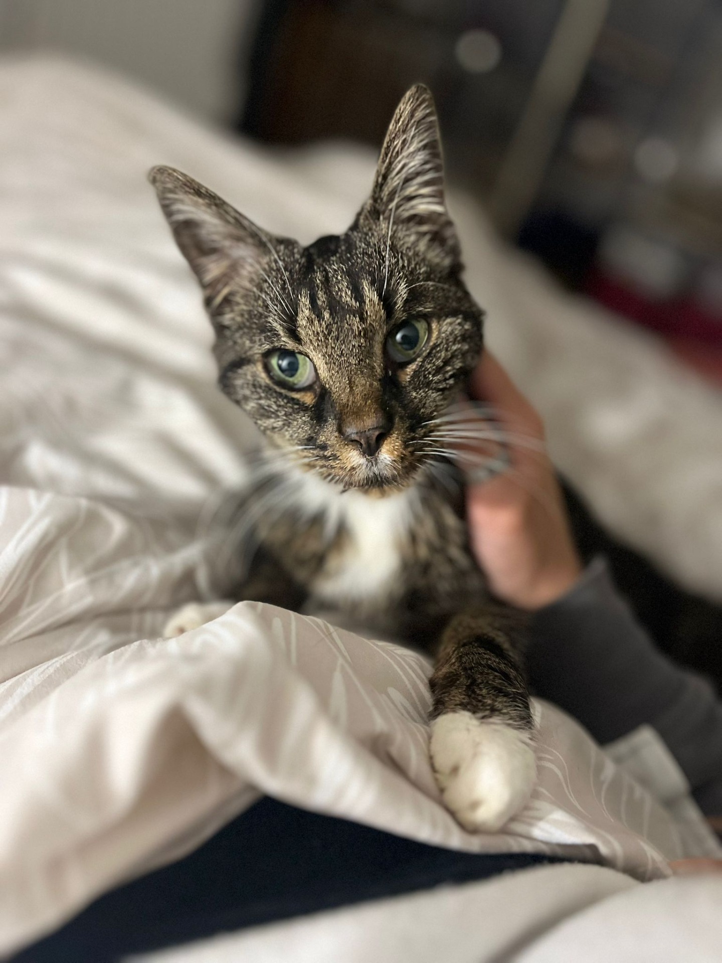 Photo de l'animal à adopté