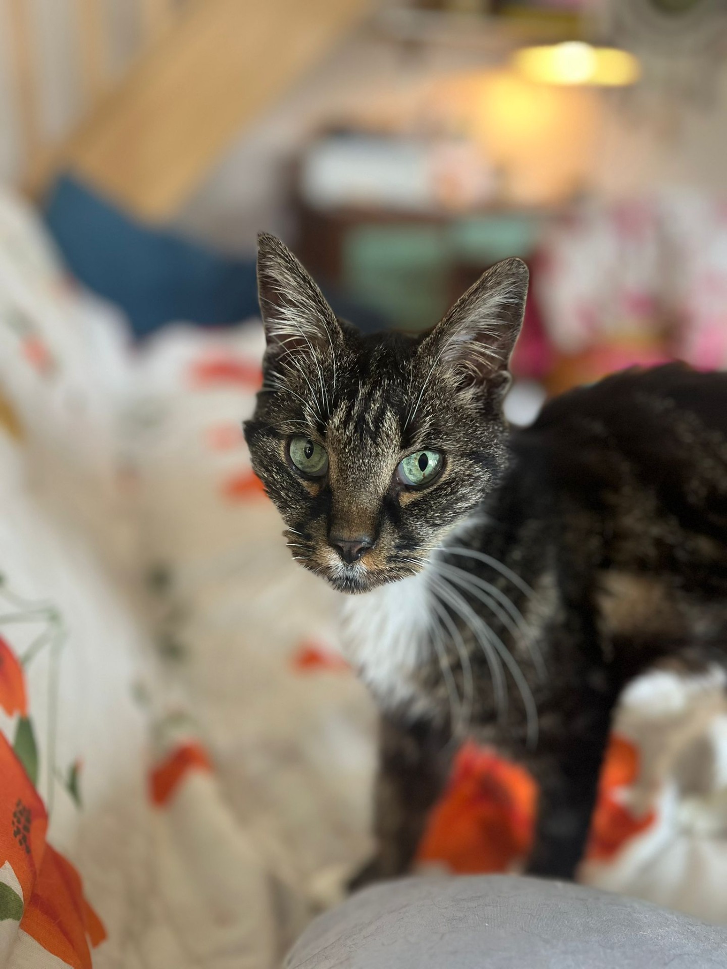 Photo de l'animal à adopté