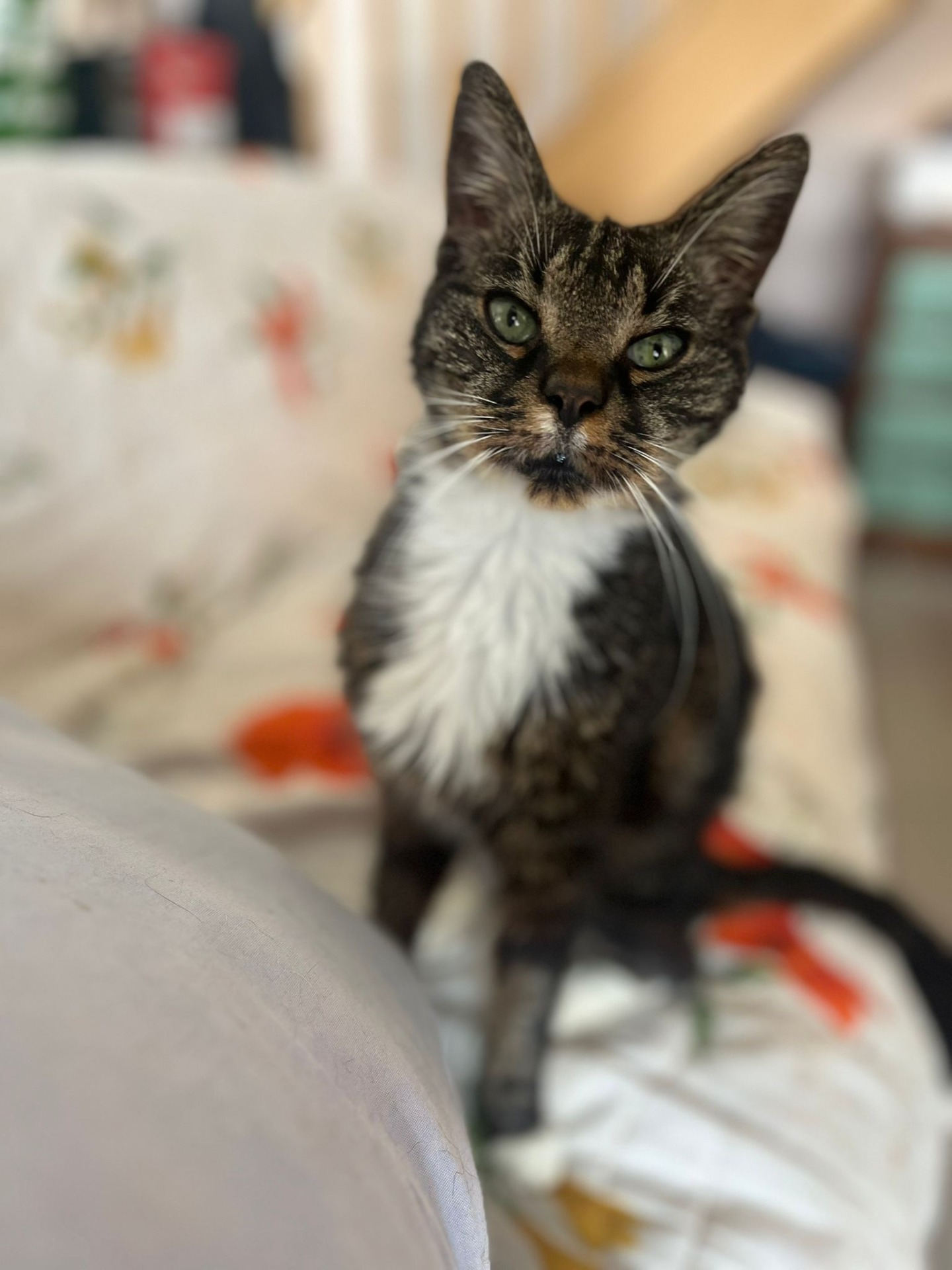 Photo de l'animal à adopté