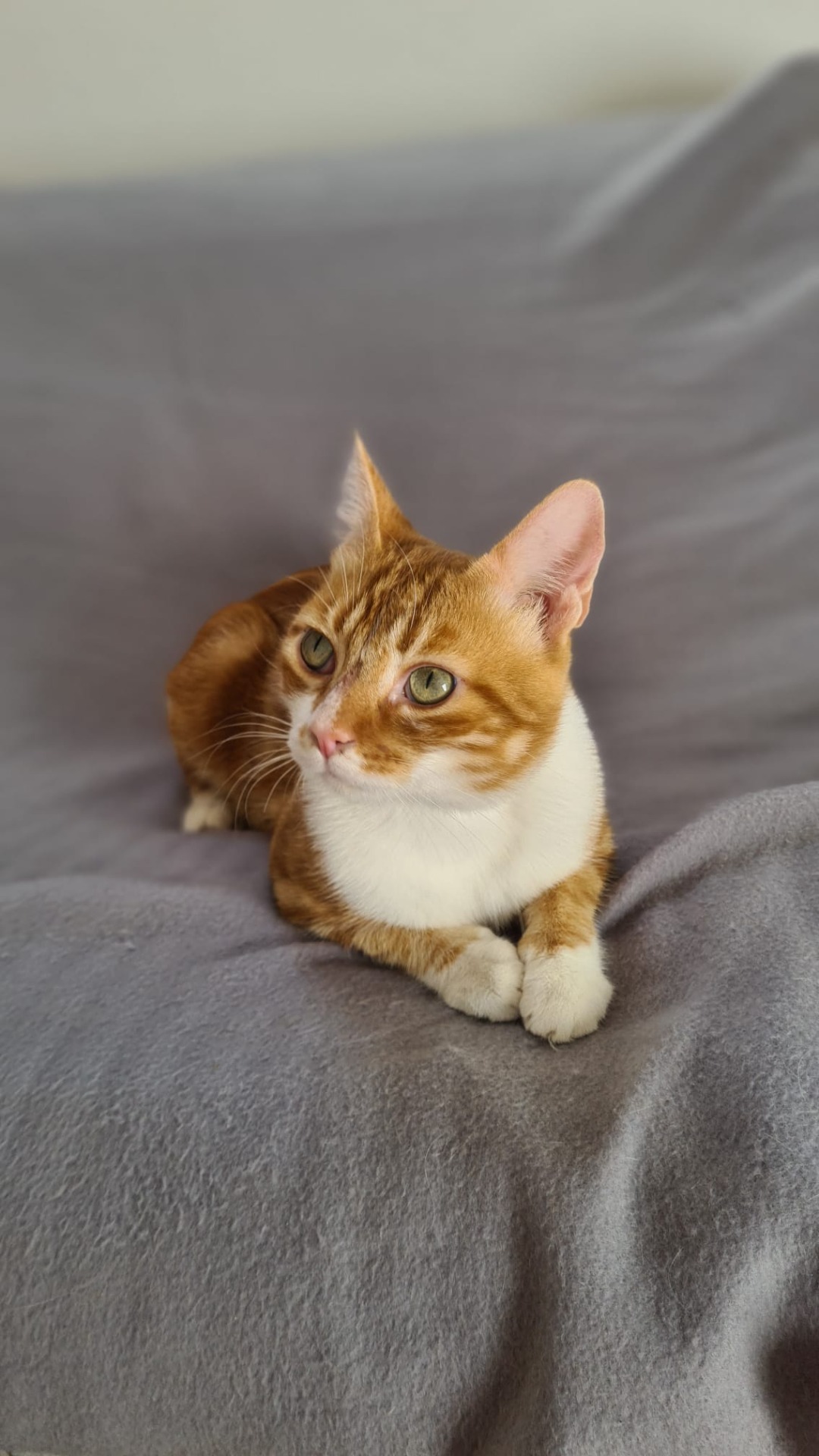 Photo de l'animal à adopté