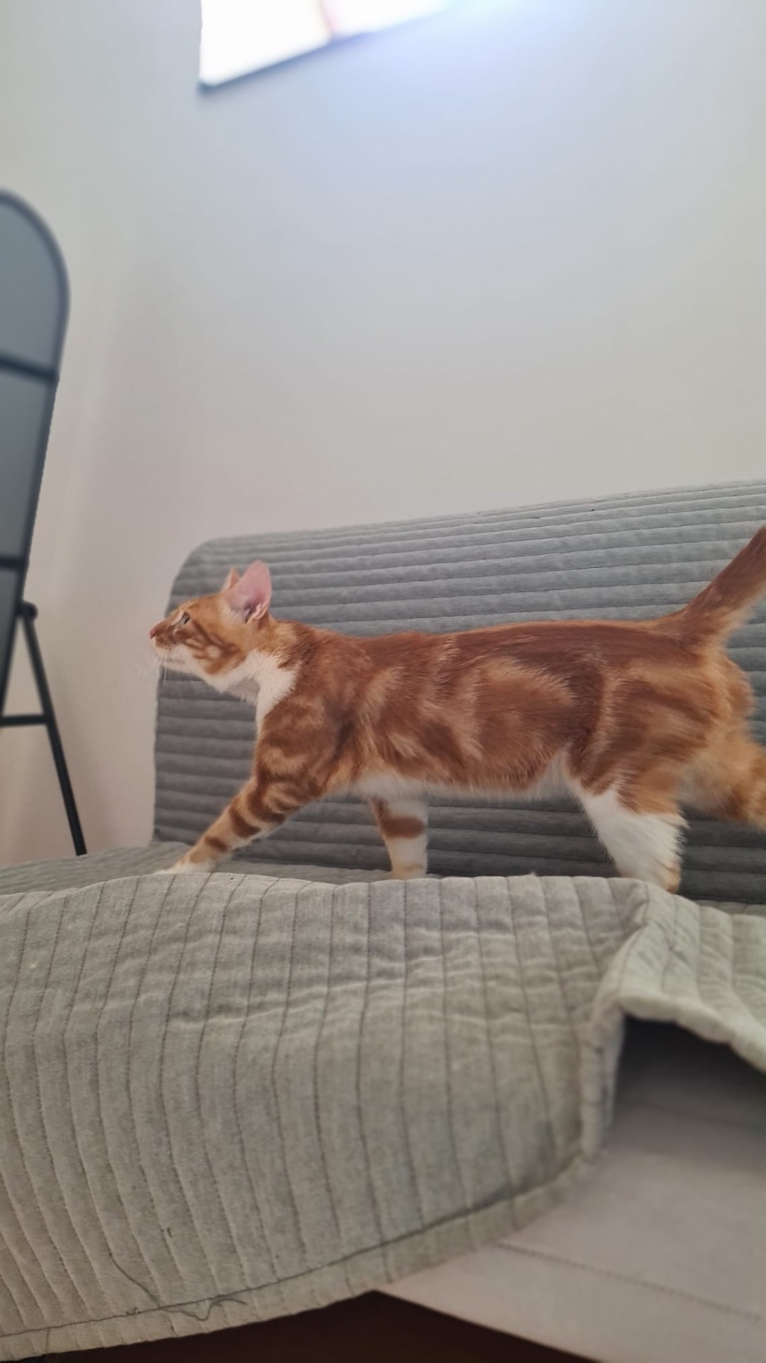 Photo de l'animal à adopté