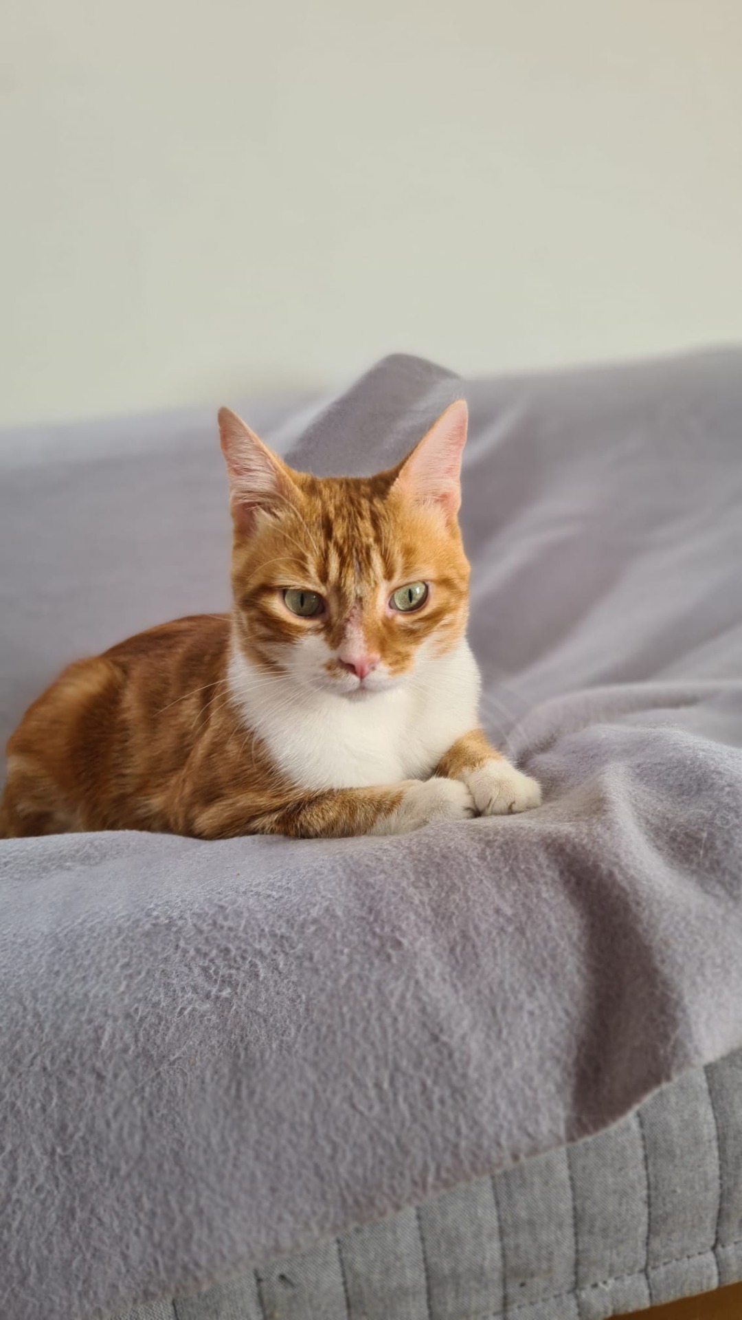 Photo de l'animal à adopté