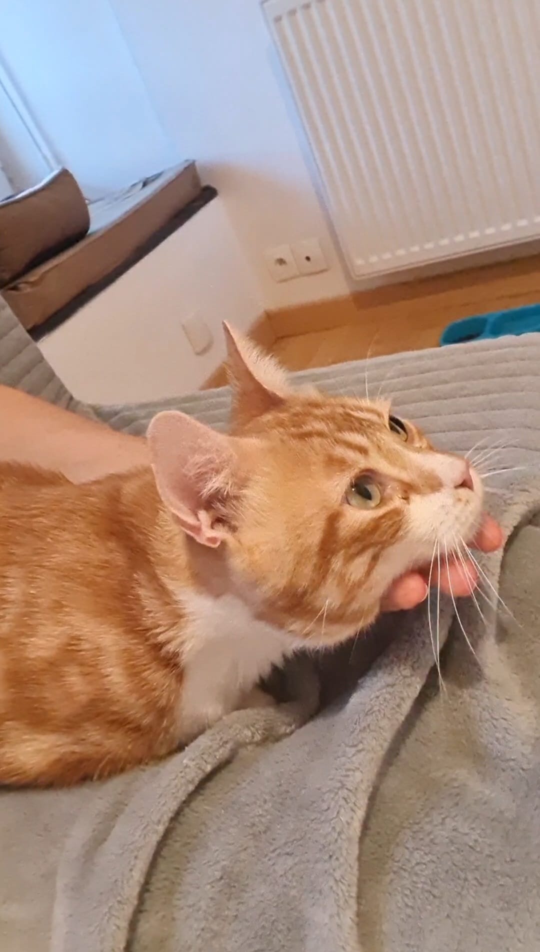 Photo de l'animal à adopté