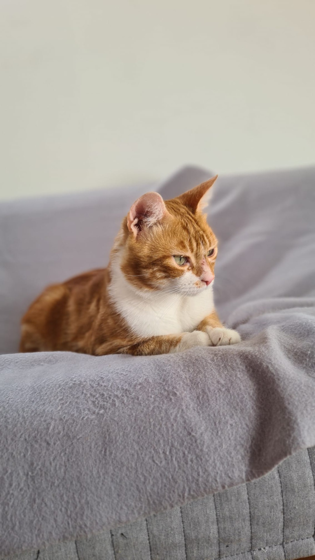 Photo de l'animal à adopté