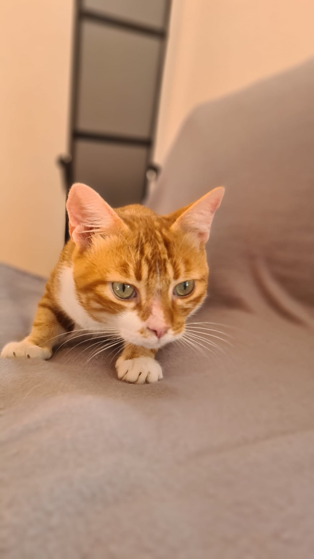 Photo de l'animal à adopté