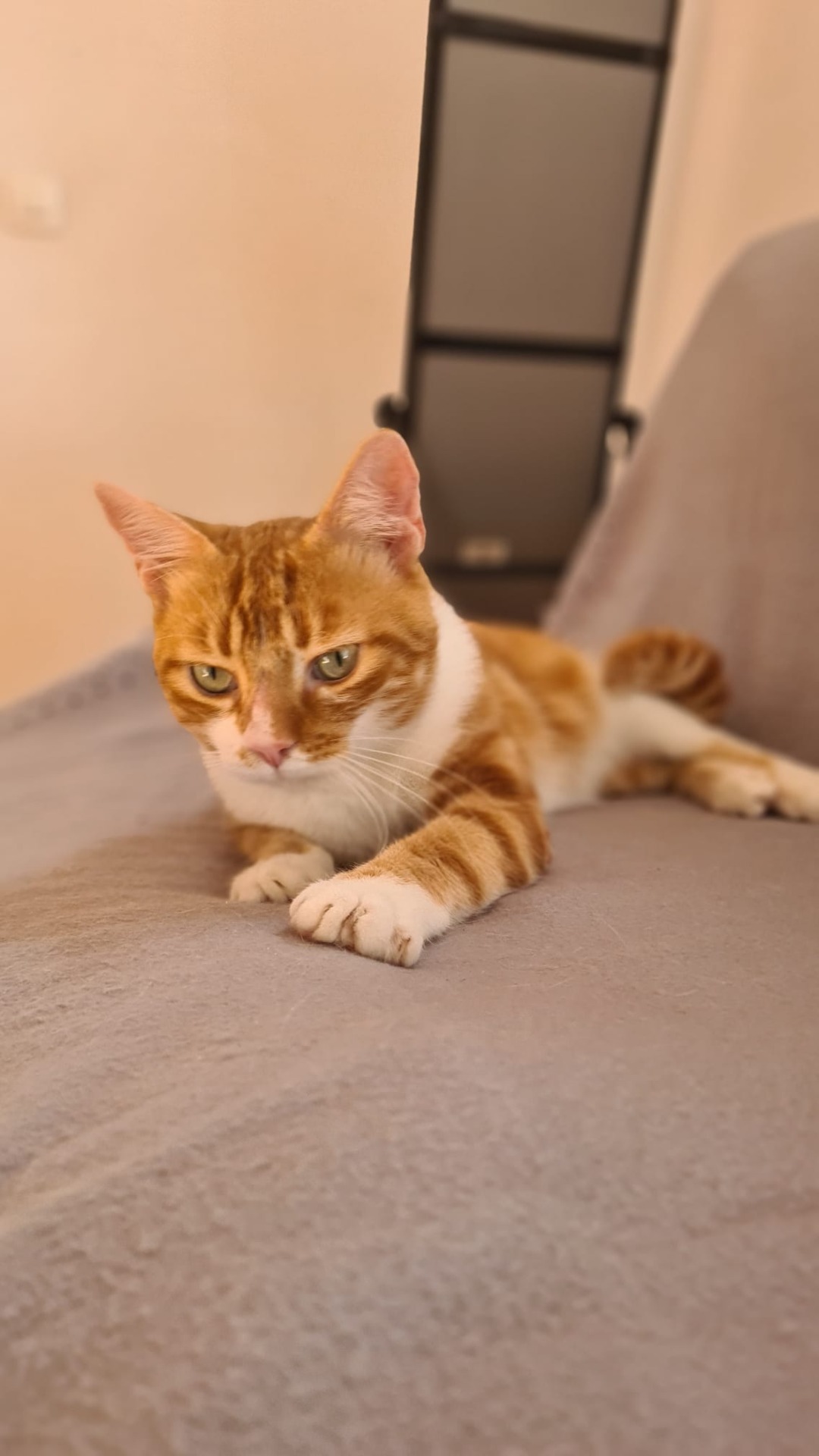 Photo de l'animal à adopté