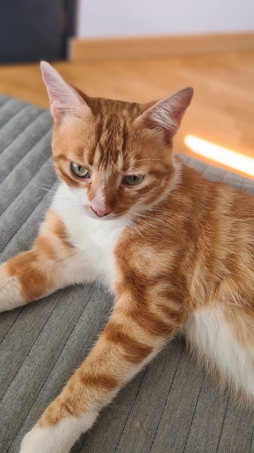 Photo de l'animal à adopté