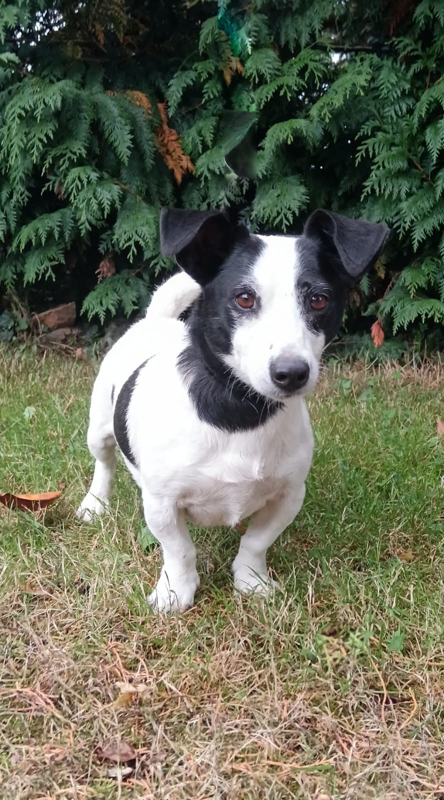 Photo de l'animal à adopté