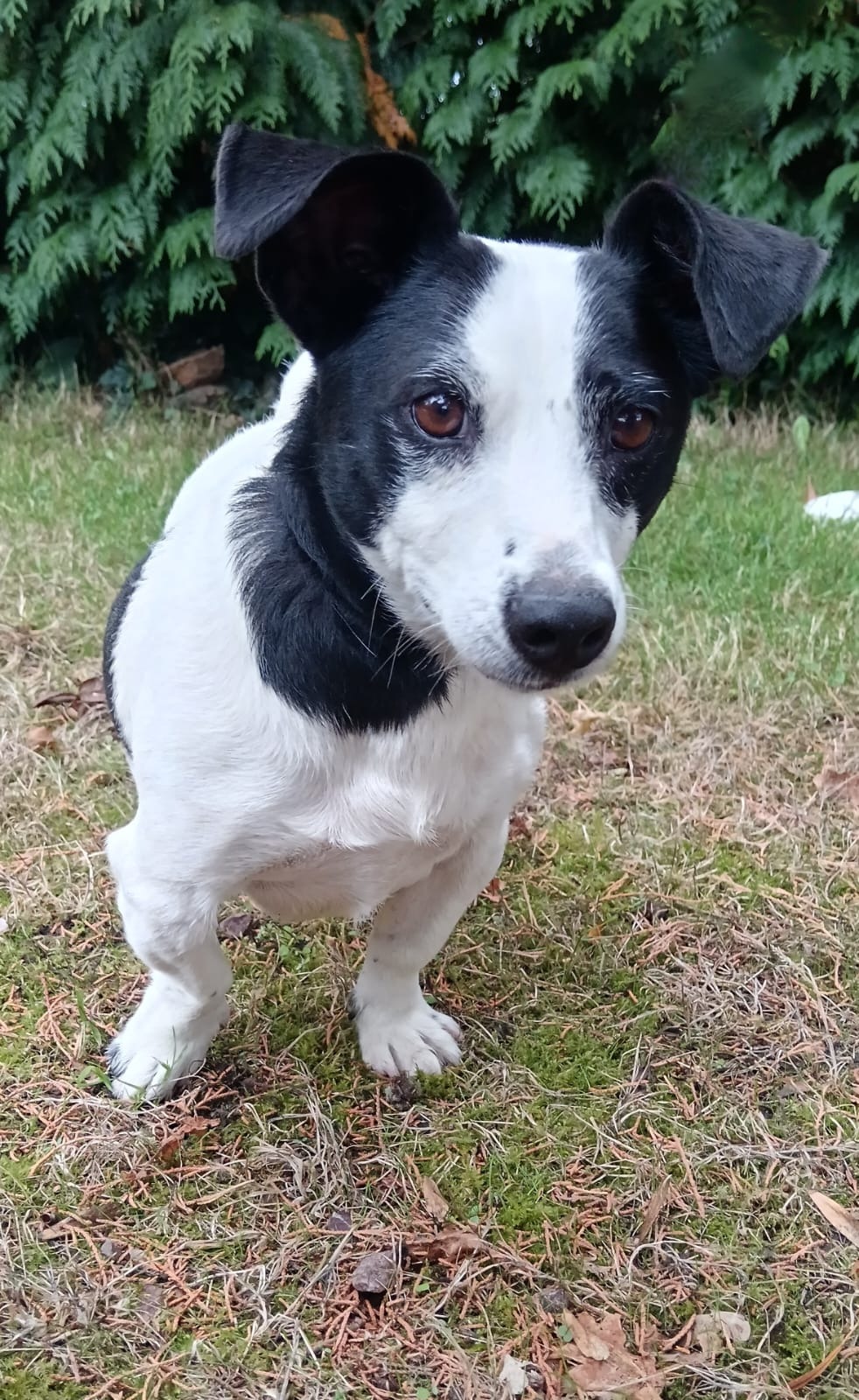 Photo de l'animal à adopté
