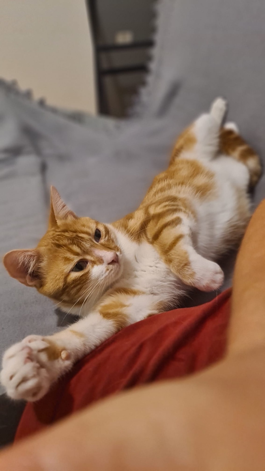 Photo de l'animal à adopté