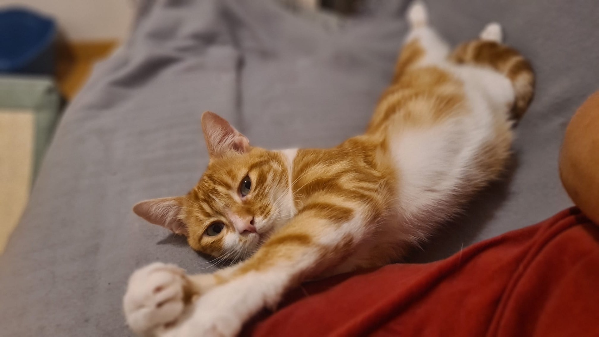 Photo de l'animal à adopté