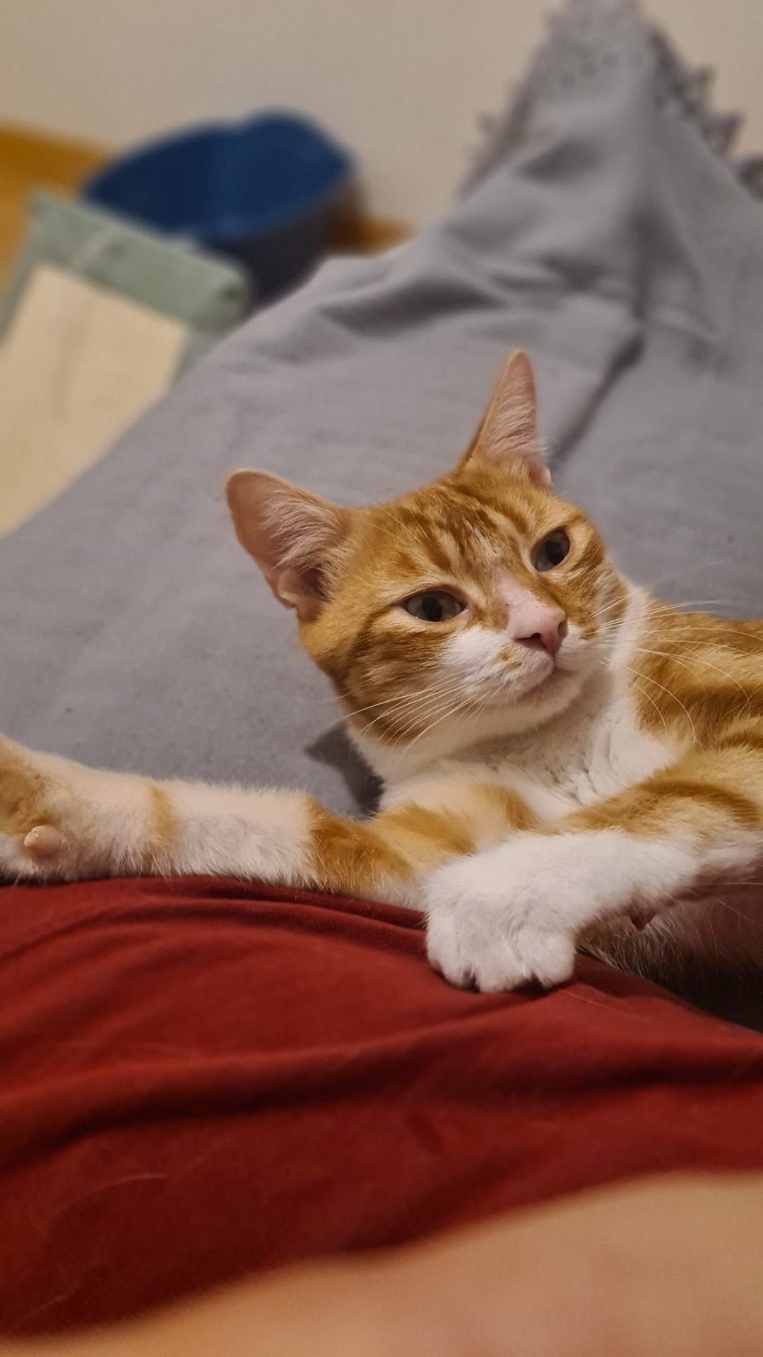 Photo de l'animal à adopté