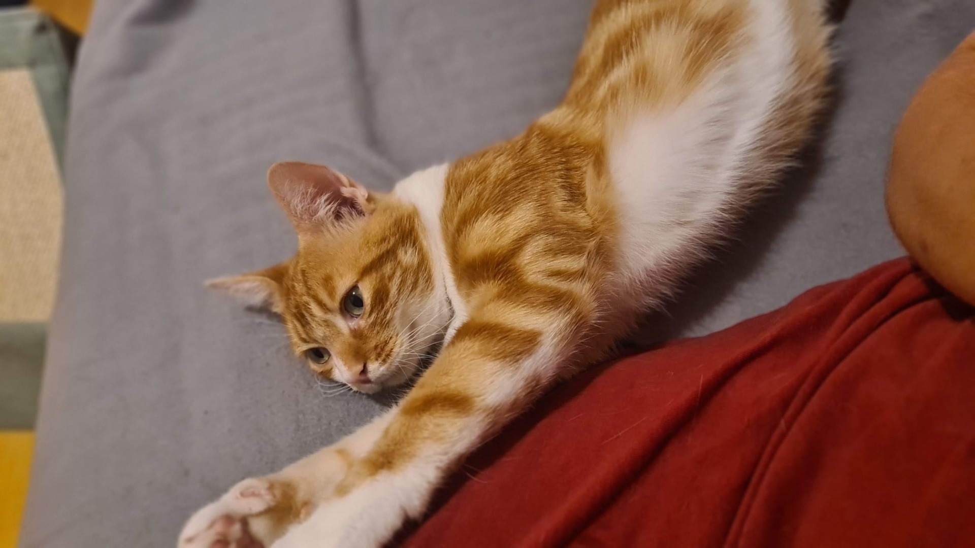 Photo de l'animal à adopté