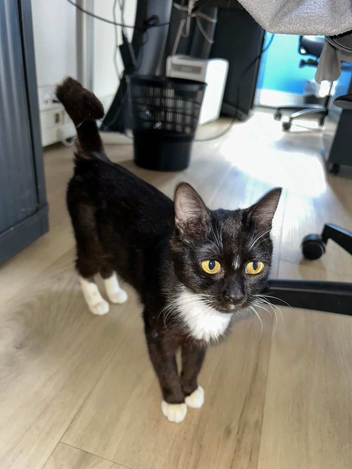 Photo de l'animal à adopté
