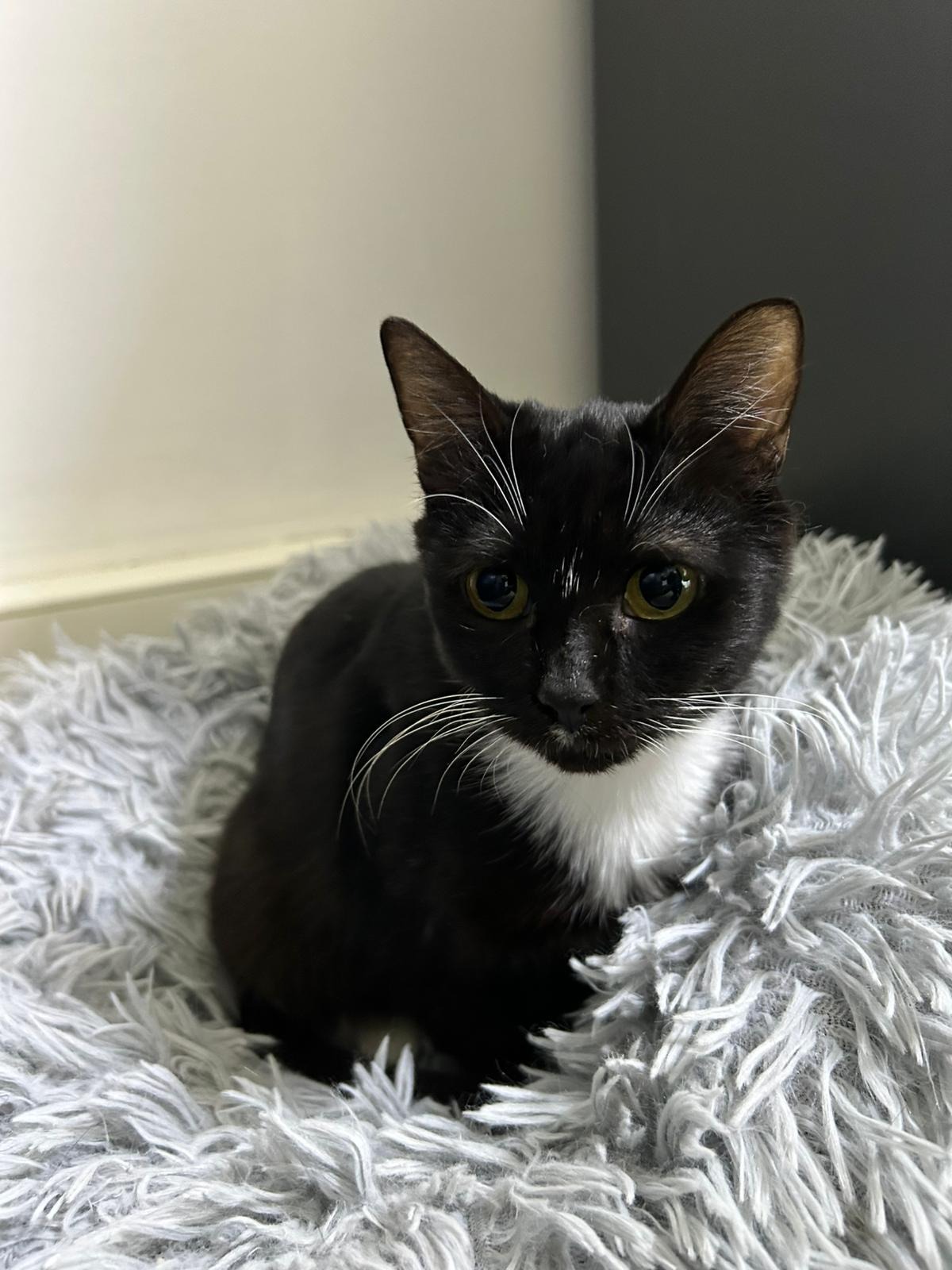 Photo de l'animal à adopté