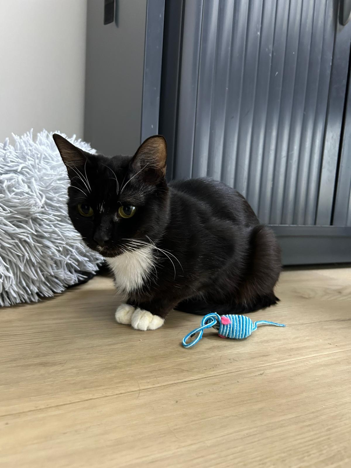 Photo de l'animal à adopté