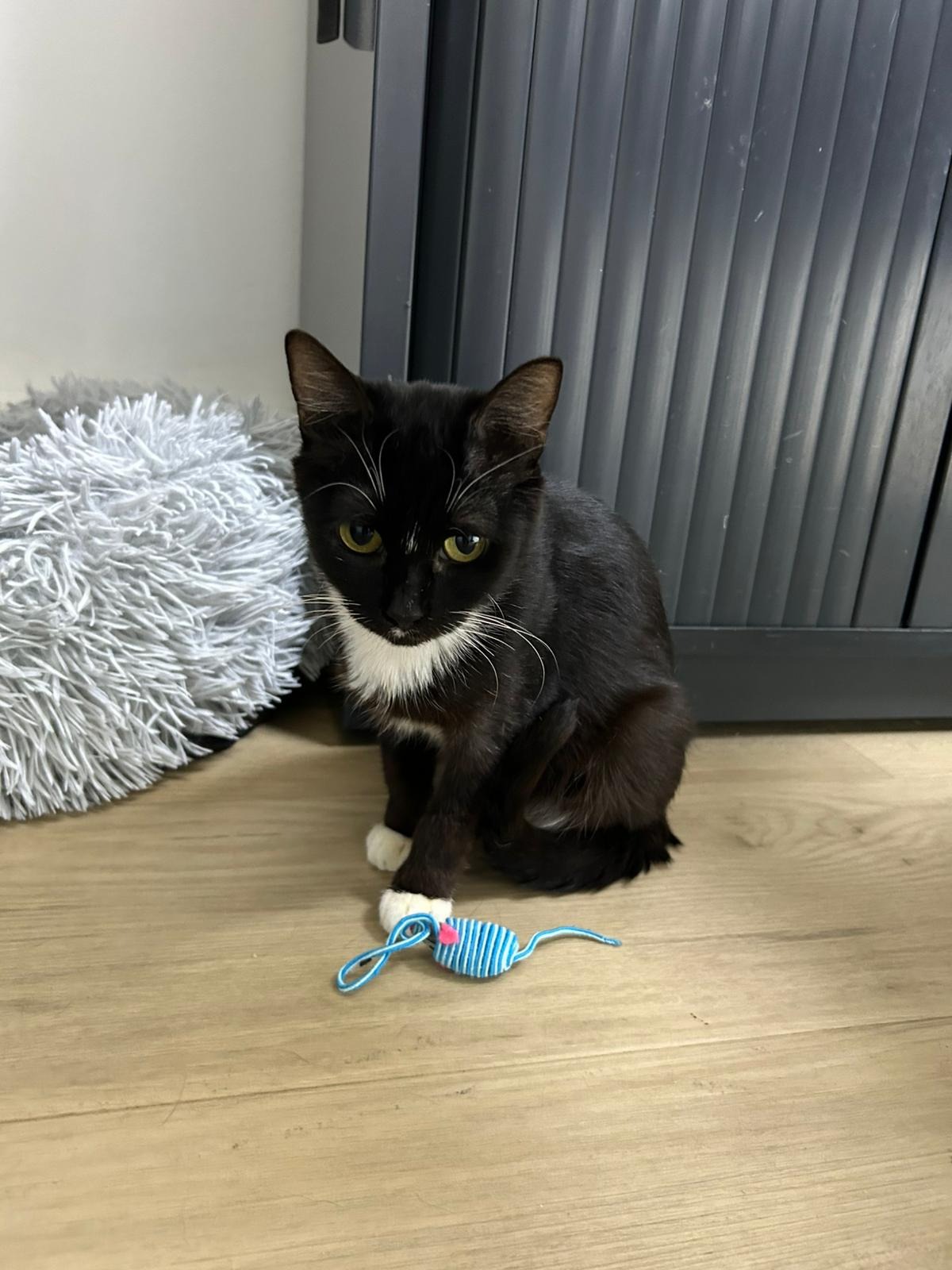 Photo de l'animal à adopté