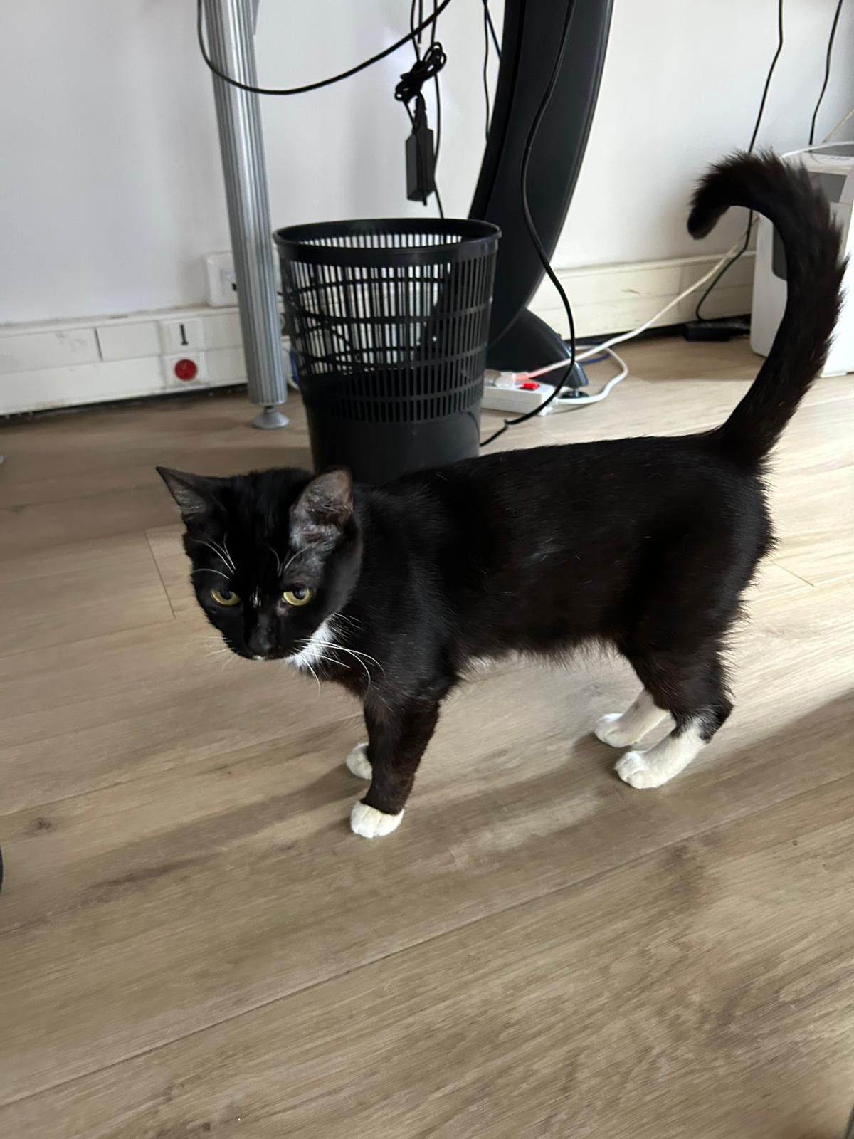 Photo de l'animal à adopté