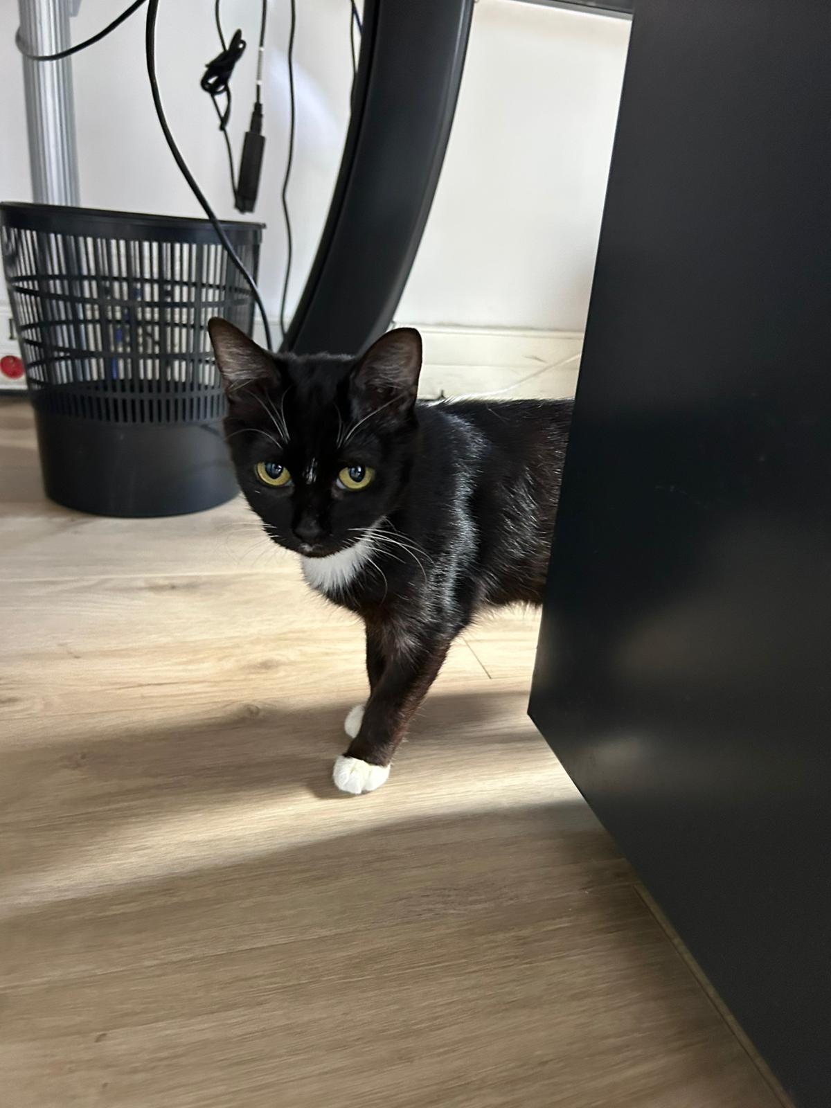 Photo de l'animal à adopté