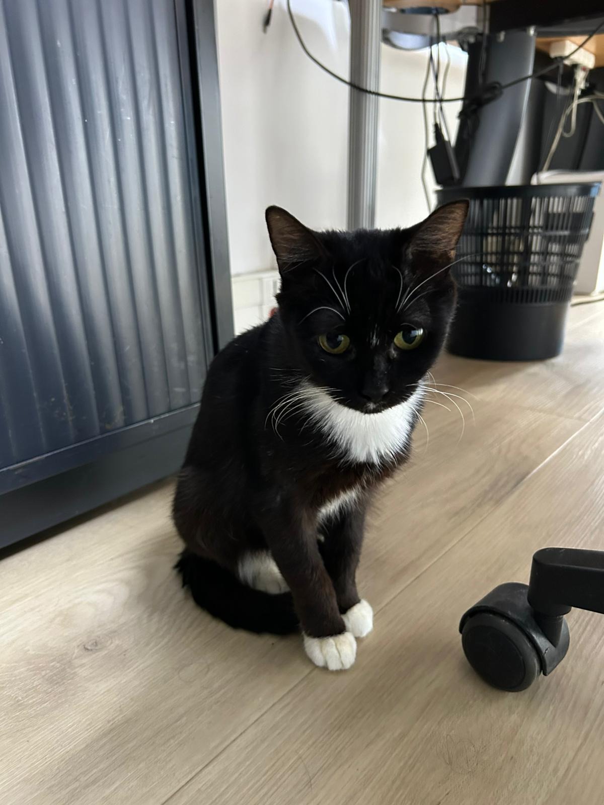 Photo de l'animal à adopté